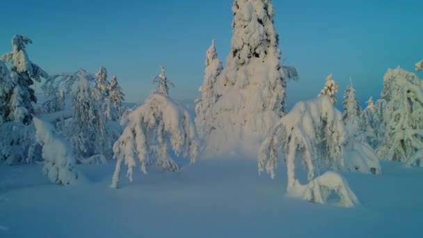 Imágenes Drones Escena Invierno Sobre Bosque Pinos — Vídeo de stock