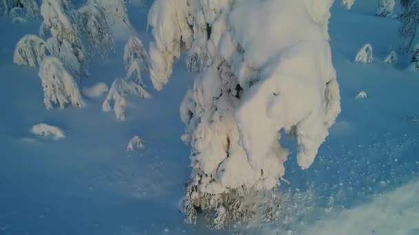 松林の上の冬のシーンのドローン映像 — ストック動画