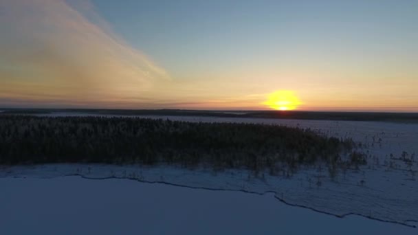 Drohnenaufnahmen Der Winterszene Über Dem Kiefernwald Bei Sonnenuntergang — Stockvideo