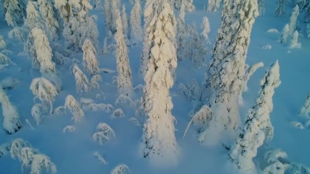 Çam Ormanı Üzerinde Kış Sahnesinin Drone Görüntüleri — Stok video