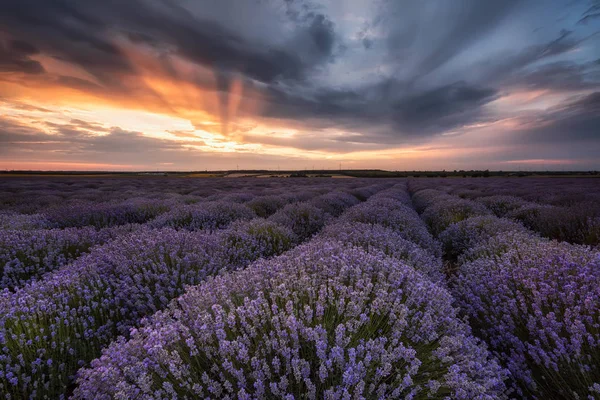 Fantastiska Landskap Med Lavendelfält Vid Soluppgången Nära Shabla Bulgarien — Stockfoto