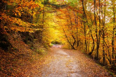 Amazing view with a road through the autumn forest of Rhodopi Mountains, Bulgaria clipart
