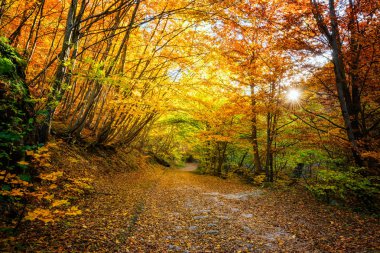 Rodop Dağları, Bulgaristan sonbahar ormana bir yol ile şaşırtıcı görünümü