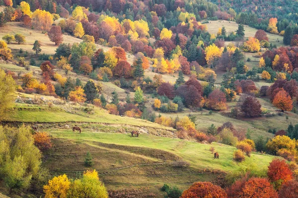 Superbe Vue Automne Avec Des Chevaux Sur Une Prairie Dans — Photo