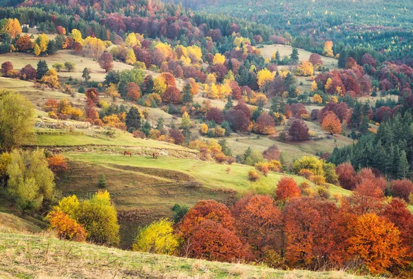 Wunderschöner Herbstblick Mit Pferden Auf Einer Weide Den Rhodopen Bergen — Stockfoto
