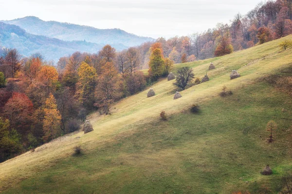 Erstaunliche Herbst Blick Auf Eine Bergwiese Mit Bunten Wald Und — Stockfoto