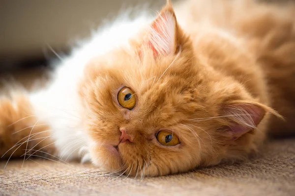 Zoete Gember Persian Kitten Liggend Het Tapijt — Stockfoto