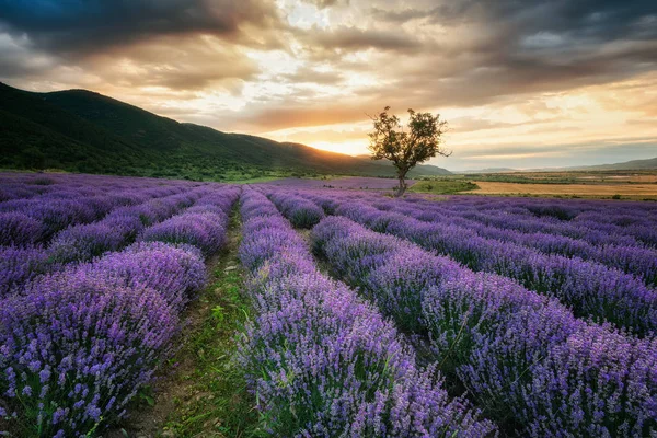 Campo de lavanda al amanecer — Foto de Stock