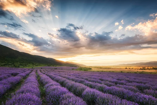 Levandulová pole v sunrise — Stock fotografie