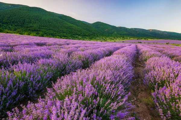 Campo de lavanda antes del atardecer — Foto de Stock