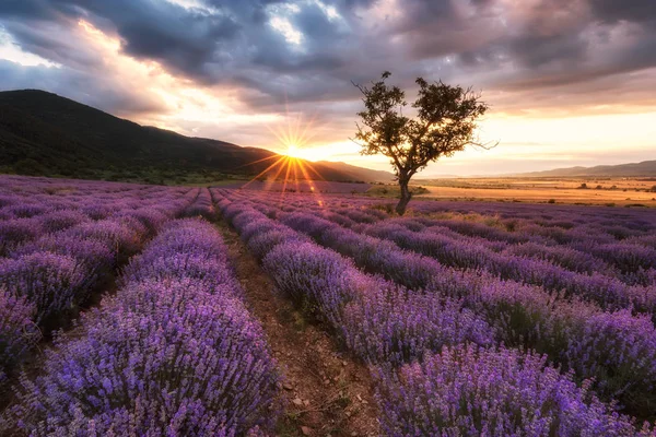 Lavendelfeld bei Sonnenaufgang — Stockfoto