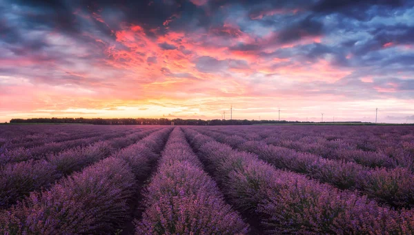 Champ de lavande au lever du soleil — Photo