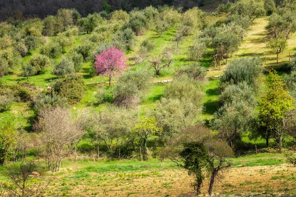 Schöne Morgenlandschaft Mit Olivenbäumen Plantage Frühling — Stockfoto