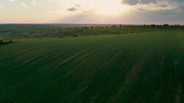 Vidéo aérienne survolant les champs de blé vert et les forêts à l'heure dorée avant le coucher du soleil au printemps. .