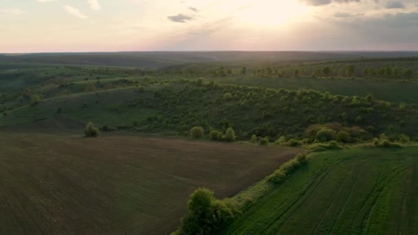 Luftbilder Fliegen Über Grüne Weizenfelder Und Wälder Goldener Stunde Vor — Stockvideo