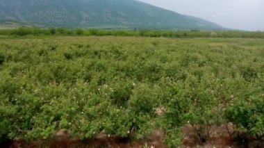 Bulgaristan 'ın Kazanlak kenti yakınlarındaki ünlü gül vadisinde, petrol taşıyıcı gül (Rosa Damascena) ile çiçek açmış hava aracı uçuşu
