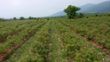 Bulgaristan 'ın Kazanlak kenti yakınlarındaki ünlü gül vadisinde, petrol taşıyıcı gül (Rosa Damascena) ile çiçek açmış hava aracı uçuşu