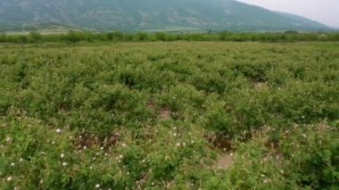 Bulgaristan 'ın Kazanlak kenti yakınlarındaki ünlü gül vadisinde, petrol taşıyıcı gül (Rosa Damascena) ile çiçek açmış hava aracı uçuşu
