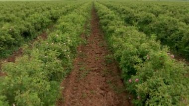 Bulgaristan 'ın Kazanlak kenti yakınlarındaki ünlü gül vadisinde, petrol taşıyıcı gül (Rosa Damascena) ile çiçek açmış hava aracı uçuşu