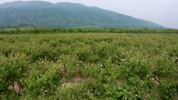 불가리아 근처의 계곡에 석유를 운반하는 비행기가 장미와 하늘을 — 비디오