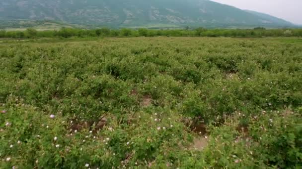 Vol Aérien Par Drone Dessus Champ Fleuri Rosiers Bitumineux Rosa — Video