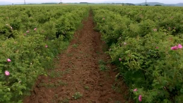 Flygdrönare Flygning Över Blommande Fält Med Oljebärande Ros Rosa Damascena — Stockvideo