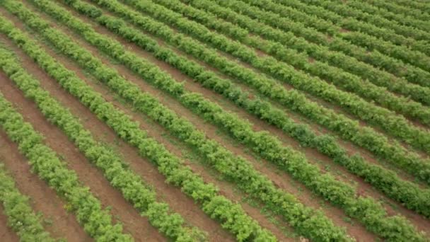 Vôo Drone Aéreo Sobre Campo Florido Com Rosa Rolamento Óleo — Vídeo de Stock