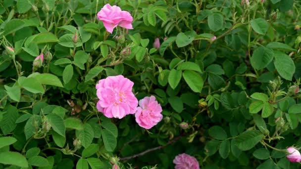 Zbliżenie Wideo Różowej Róży Łożyskowanej Olejkiem Rosa Damascena Plantacji Róż — Wideo stockowe