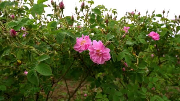 Vídeo Cerca Rosa Damascena Una Plantación Rosas — Vídeos de Stock