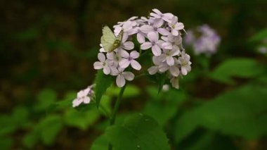 Pembe bir sabun otunun (Saponaria) üzerindeki beyaz bir kelebek (Aporia crataegi) ve bir hortumla nektarla beslenir..
