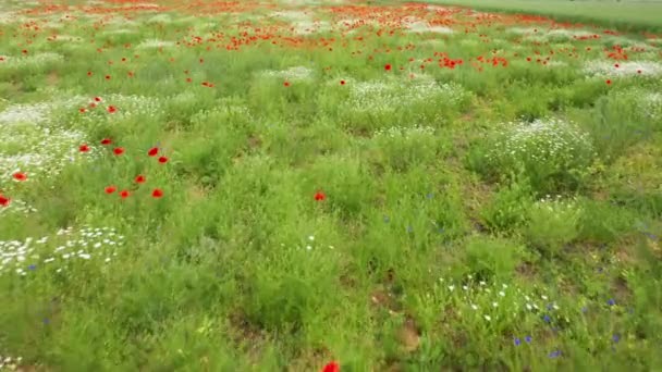 Voo Drone Aéreo Sobre Campo Primavera Florido Com Papoulas Margaridas — Vídeo de Stock