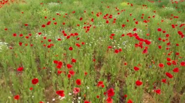 Haşhaş ve papatya çiçekli bahar tarlası üzerinde uçan hava aracı. Görüntüyü kapat.