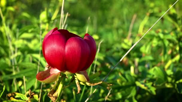 Close Video Wild Red Peony Green Background Swaying Sea Breeze — Stock Video