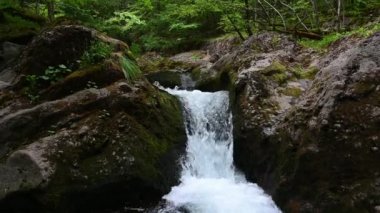 Bahar ormanında hızlı akan bir dağ deresi olan video.
