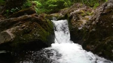 Bahar ormanında hızlı akan bir dağ deresi olan video.