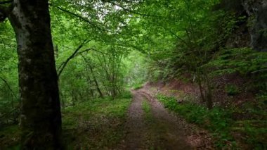 Baharın yeşil ormanında dar, resimli bir yolda yürüyorum.