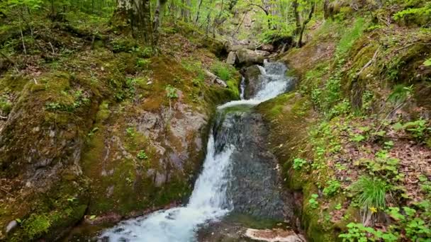 Vidéo avec un ruisseau de montagne rapide dans la forêt de printemps