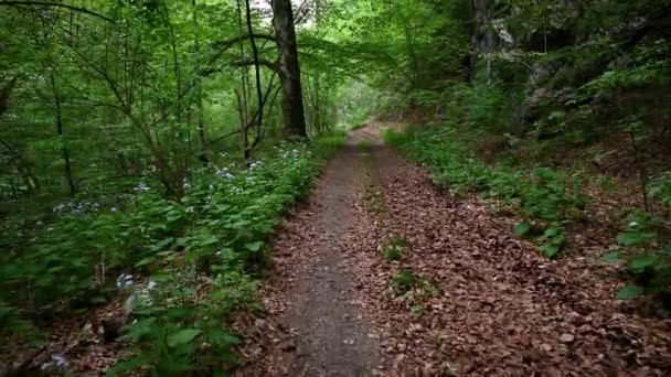 Promenade sur un étroit sentier pittoresque dans la forêt verte printanière