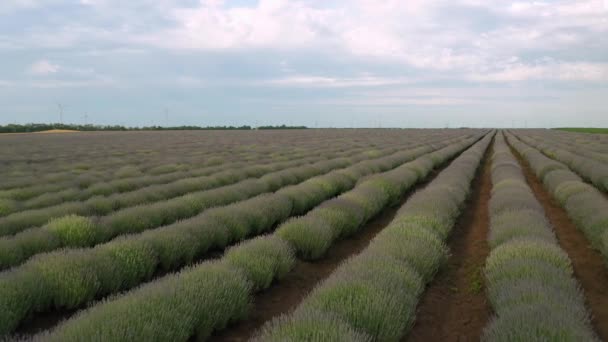 Drohnenflug Über Frühlingshaftem Lavendelfeld Nicht Vollständig Erblüht Bulgarien — Stockvideo