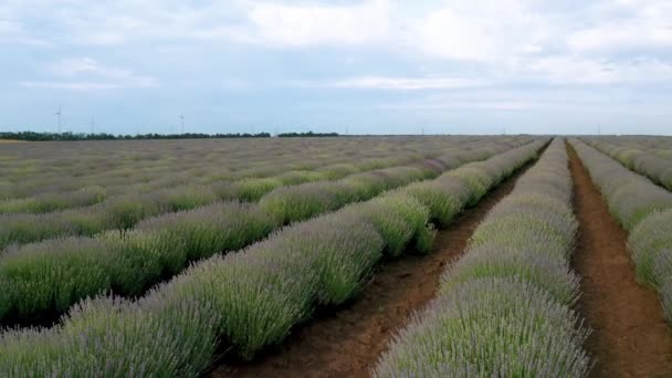 Vzdušný Letoun Nad Jarním Levandulovým Polem Zcela Rozkvetlý Bulharsko — Stock video