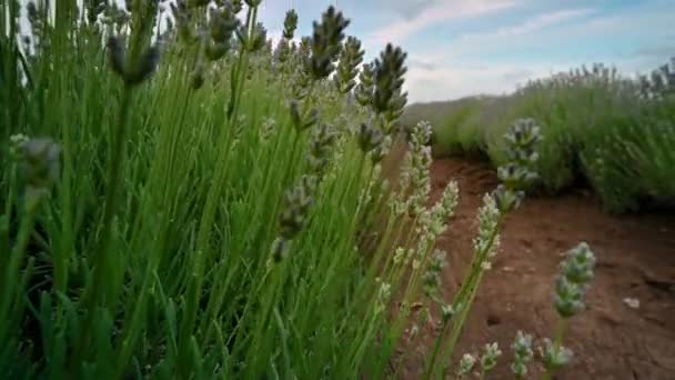 保加利亚 一个没有充分开花的春天薰衣草场之间的低角度视频 — 图库视频影像