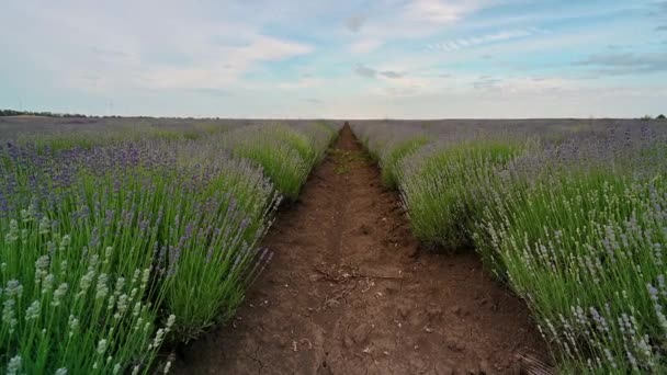 Vuelo Aéreo Drones Sobre Campo Lavanda Primavera Completamente Florecido Bulgaria — Vídeo de stock