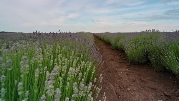 Nízký Úhel Videa Mezi Jarní Levandulové Pole Zcela Rozkvetlé Bulharsko — Stock video