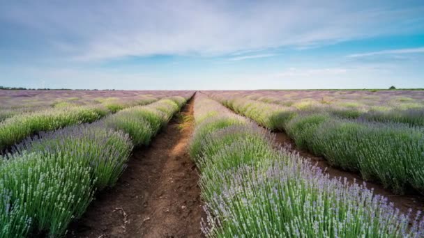 Día Lapso Tiempo Con Campo Lavanda Primavera Completamente Florecido Nubes — Vídeo de stock