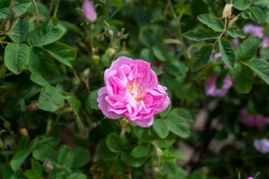 Bulgaristan 'ın Kazanlak kenti yakınlarındaki gül tarlalarındaki pembe yağlı gülün (Rosa Damascena) yakın görüntüsü. 