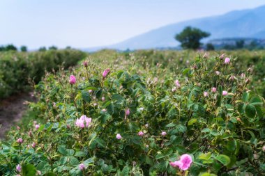 Bulgaristan 'ın Kazanlak kenti yakınlarındaki gül tarlalarındaki pembe yağlı gülün (Rosa Damascena) yakın görüntüsü. 