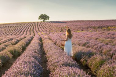Beyaz elbiseli bir kadın, gün batımından önce altın saat çiçek açan lavanta tarlaları arasında dikiliyordu.
