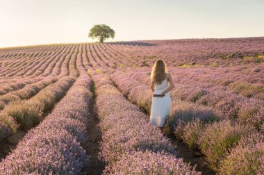 Beyaz elbiseli bir kadın, gün batımından önce altın saat çiçek açan lavanta tarlaları arasında dikiliyordu.