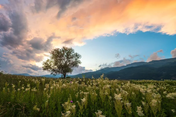 Increíble Vista Atardecer Campo Primavera Con Flores Blancas Árbol Solitario —  Fotos de Stock