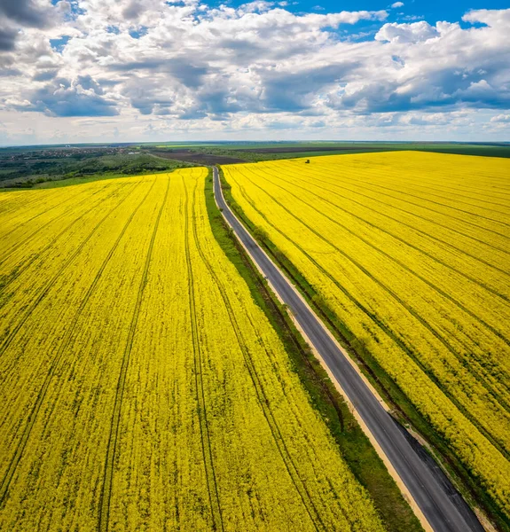 Aerial View Yellow Canola Field Blossoming Rapeseed Field Strips Bright — Stock Photo, Image